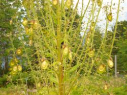 2013-08-18_Regina-F-Rau_Schachen_Blumen  (060).JPG